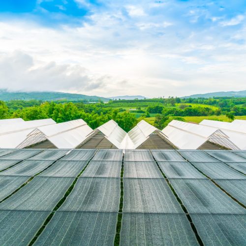 Plant nursery with blue sky